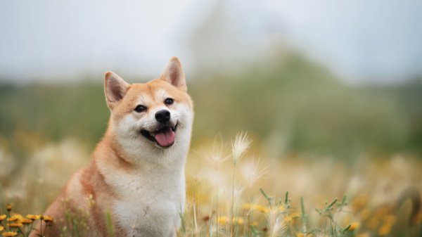财盛配资 养柴犬的心酸历程